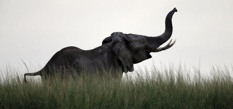 26 ELEPHANTS DIE IN 3 MONTHS, IN KENYA