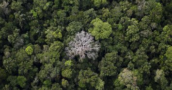 Deforestation prevention key to fight climate change