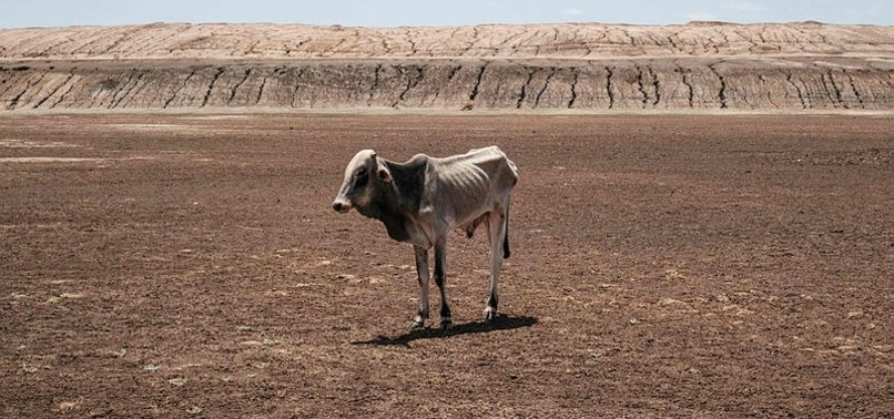 SOON WE WILL HAVE NO WATER: THOUSANDS FACE UNCERTAIN FUTURE IN DROUGHT-RAVAGED KENYA