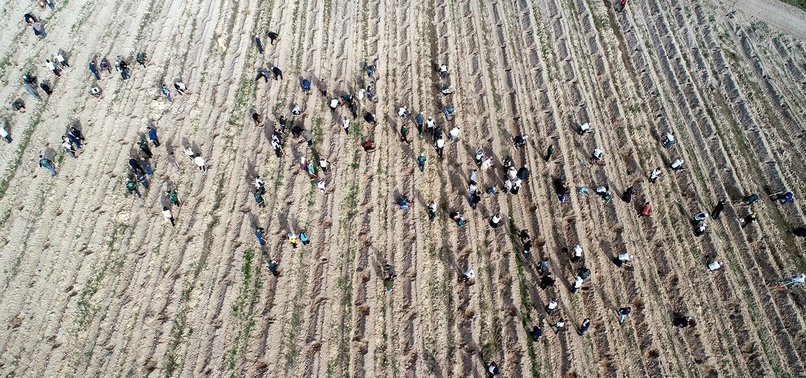 TURKEY PLANTS 11 MILLION SAPLINGS FOR GREENER FUTURE