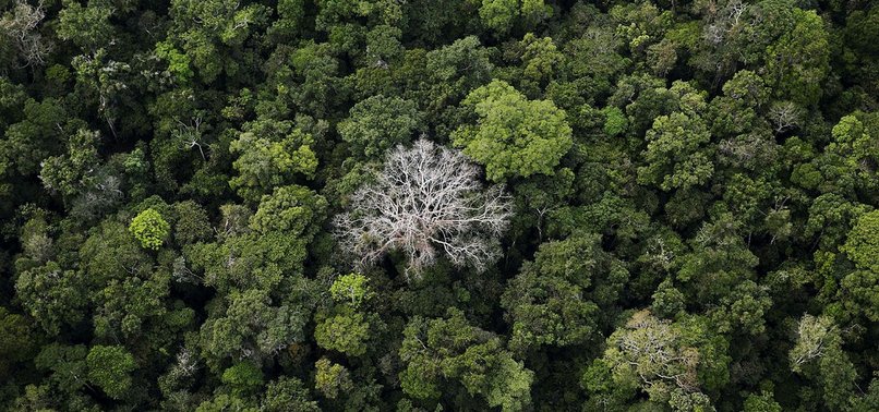 DEFORESTATION IN BRAZILS AMAZON FALLS FOR THIRD MONTH, STILL HIGH