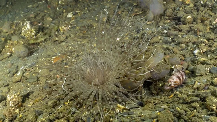 Marmara seabed footage shows marine life and mass die-off in deep waters