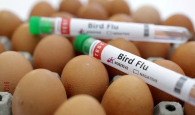 Netherlands reports first bird flu outbreak in months