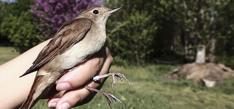 AFRICAN NIGHTINGALES 7 YEARS OF MIGRATION COMES TO AN END IN TURKEY