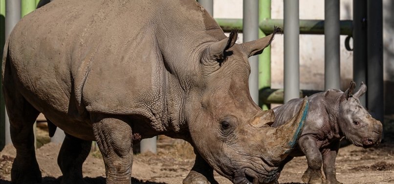 TANZANIA AIMS TO REVIVE WHITE RHINOS