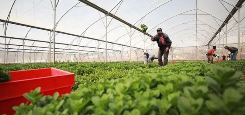 PALESTINE RELIES ON TURKISH AGRICULTURAL PRODUCTS AMID INSTABILITY IN RED SEA