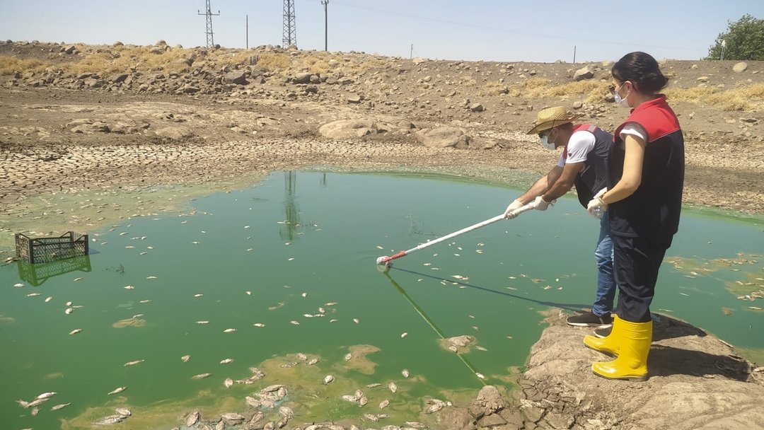 ŞIRNAK’TA TOPLU BALIK ÖLÜMLERİ