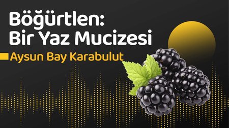 Böğürtlen: Bir Yaz Mucizesi
