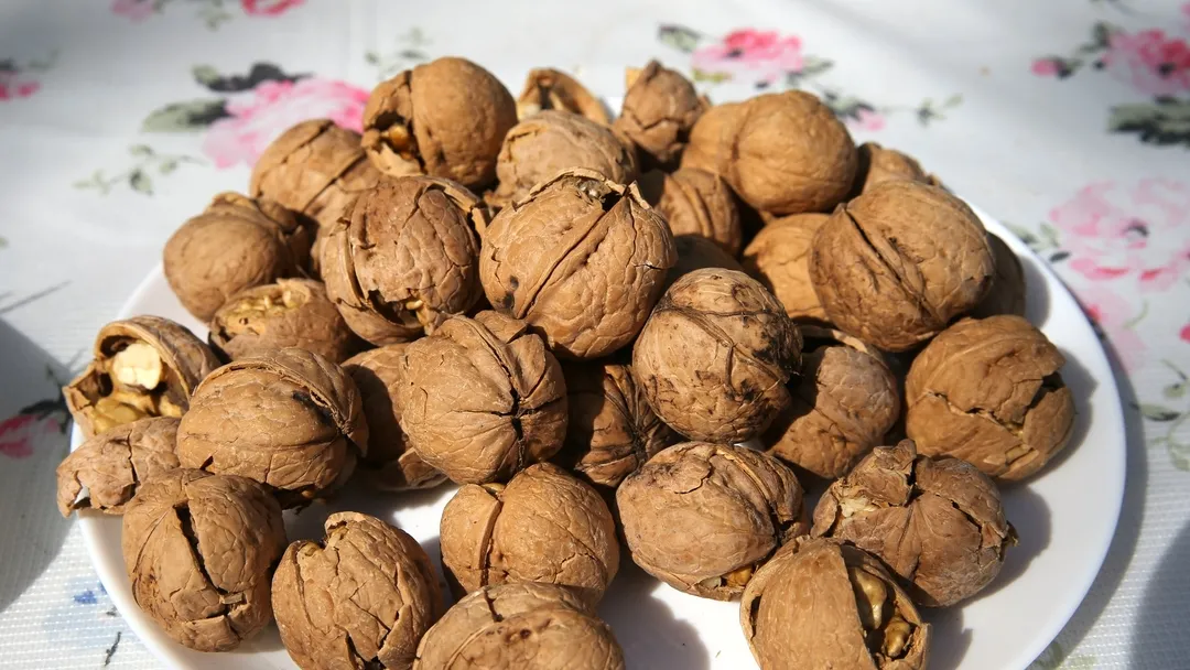 TESCİLLİ ADİLCEVAZ CEVİZİNİN HASADINA BAŞLANDI.