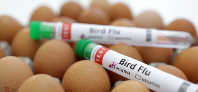 HUMAN CASES OF BIRD FLU AN ENORMOUS CONCERN: WHO