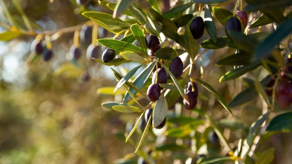 Ayvalık’ın Efsanevi Zeytin Hasat Festivali: 19. Yılında Unutulmaz Bir Deneyim