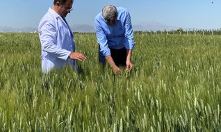 2 bin yıllık Ahmet Buğdayı canlanıyor