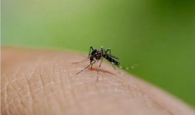 August turns deadliest as Bangladesh records 593 dengue deaths