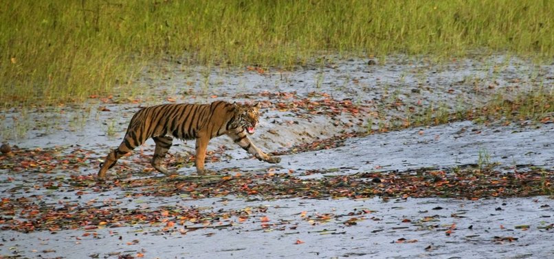 INDIAS TIGER POPULATION GROWS TO 3,000 THANKS TO CONSERVATION EFFORTS