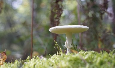 The world's most poisonous mushroom is now more deadly