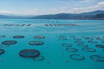 Ordu’da kafes balıkçılığı tesislerinde 2025’te 6 bin ton üretim gerçekleşti