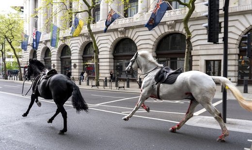 Spooked army horses cause ‘total mayhem’ in central London