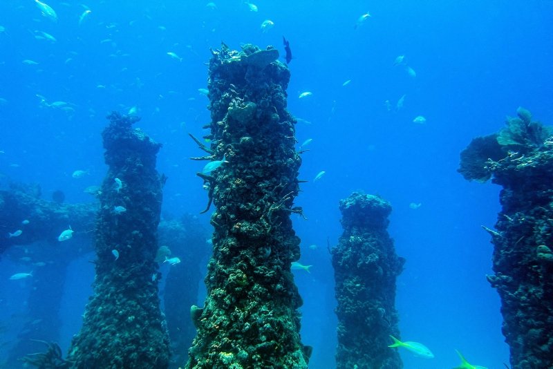 The biggest man-made reef of the world: Neptune Memorial Reef