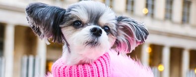 Evcilhayvanmodasıyenigirişimcilerbekliyor