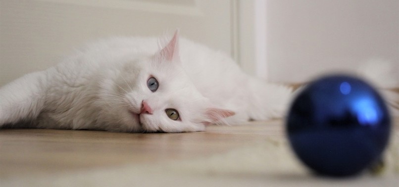 SEZAR, THE MOST BEAUTIFUL VAN CAT, OWES ITS FLUFFINESS TO GOOD CARE