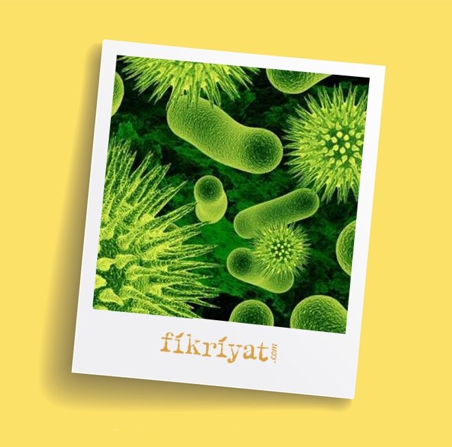 BAKTERİLER NASIL ÜRER?