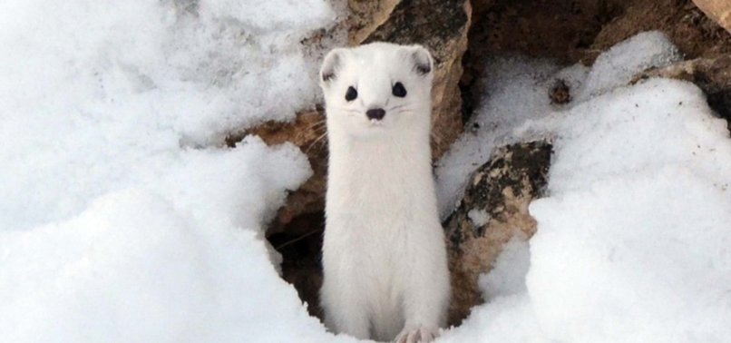 RARE WHITE-COATED WEASEL SPOTTED IN EASTERN TURKEY