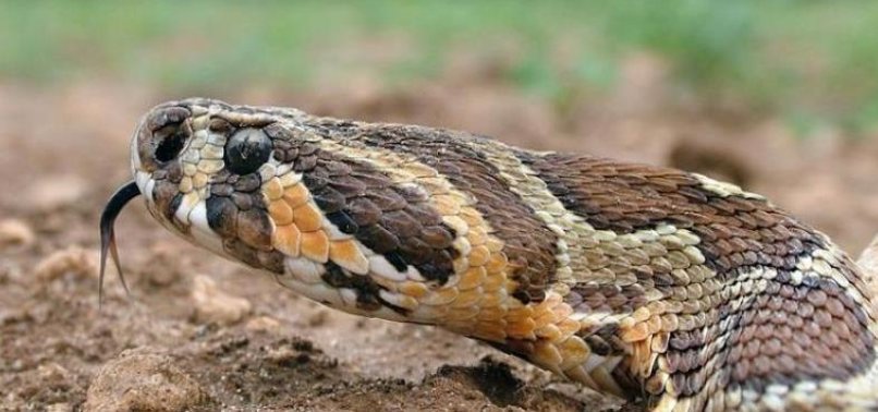 PALESTINIAN SERPENT BECOMES ISRAEL’S NATIONAL SNAKE