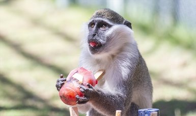 Kayseri zoo keeps animals cool with special frozen treats amidst hot weather