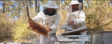 Türkçambalıcoğrafiişaretledünyayaaçılmayahazırlanıyor