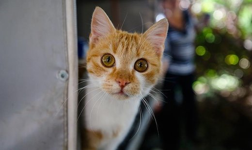 New Zealand plans to cull 2.5 million cats by 2050