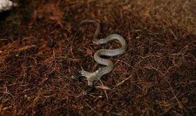 New snake species discovered in southeastern Turkey