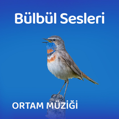 Rahatlatıcı Bülbül Sesleri