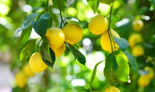 Limon tarlada kalınca fiyatı uçtu