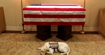 Sully the service dog accompanies late president Bush on final farewell