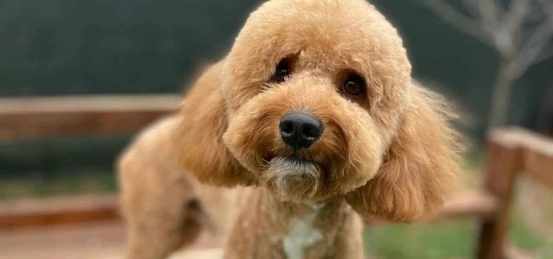 WOMAN ABANDONED HER DOG AT THE AIRPORT TO BOARD A PLANE