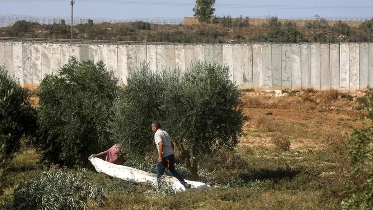 Olive harvest in the occupied West Bank