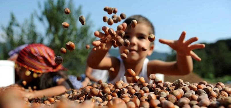 TURKEY EXPORTS 140,000+ TONS OF HAZELNUT IN 5 MONTHS