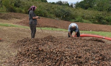 Hazelnut harvest: Labor-intensive efforts under the sun