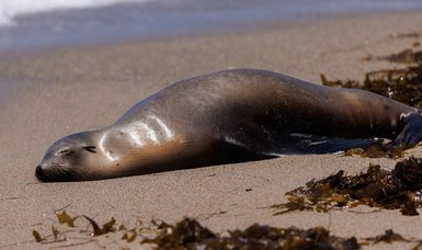 Bird flu moves south, devastating sea lions in Argentine Patagonia