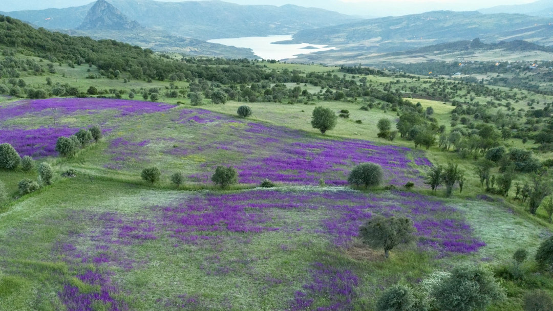 ŞEBİNKARAHİSAR’DA ÇAYIRLAR MOR ÇİÇEKLERLE SÜSLENDİ