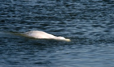 France mulls transporting beluga whale in Seine river back to sea