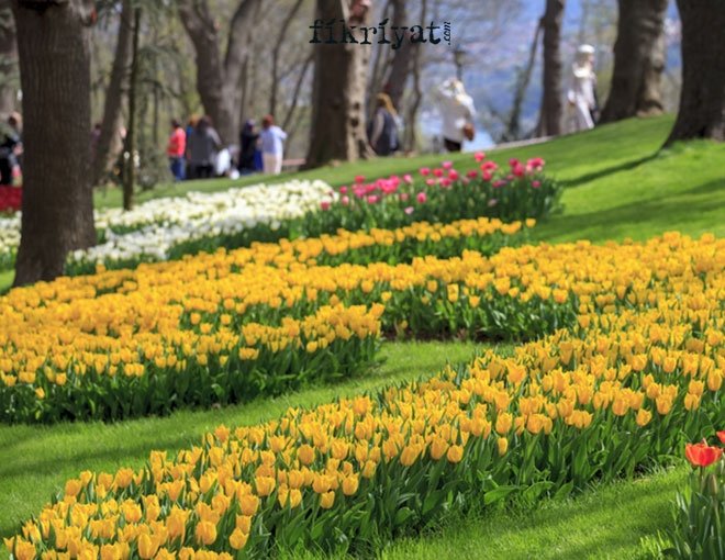 SELİMİYE CAMİSİNİ SÜSLEYEN LALE