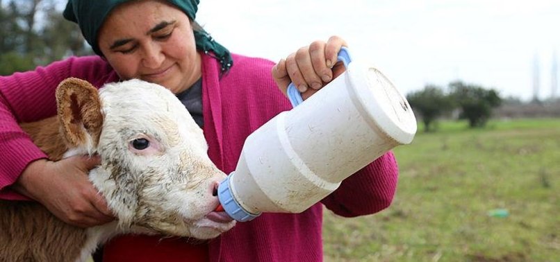 VALENTINES DAY CALF HELPS TURKISH WOMAN START FARM