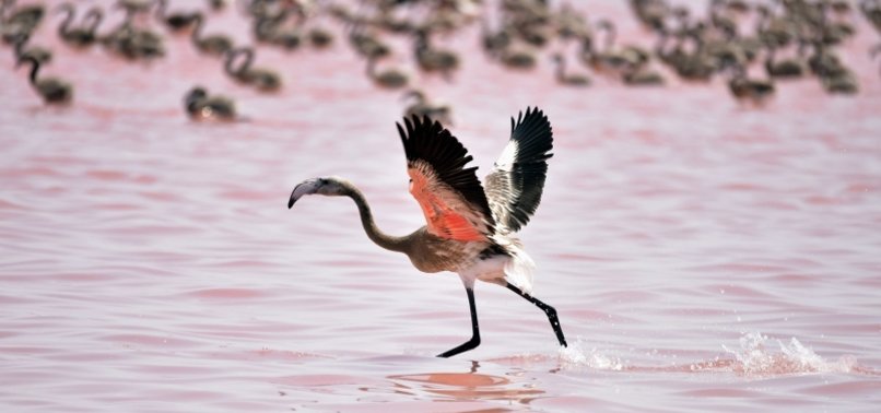 THOUSANDS OF FLAMINGOS DIE IN DROUGHT IN CENTRAL TURKEY