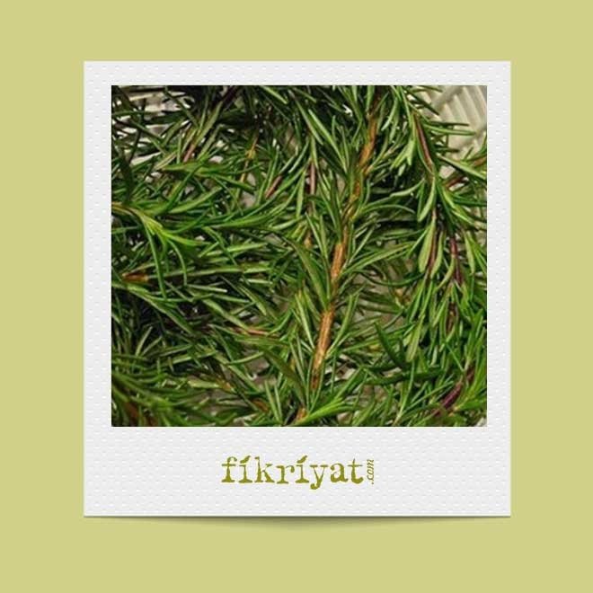 BİBERİYE ÇAYININ FAYDALARI NELERDİR?