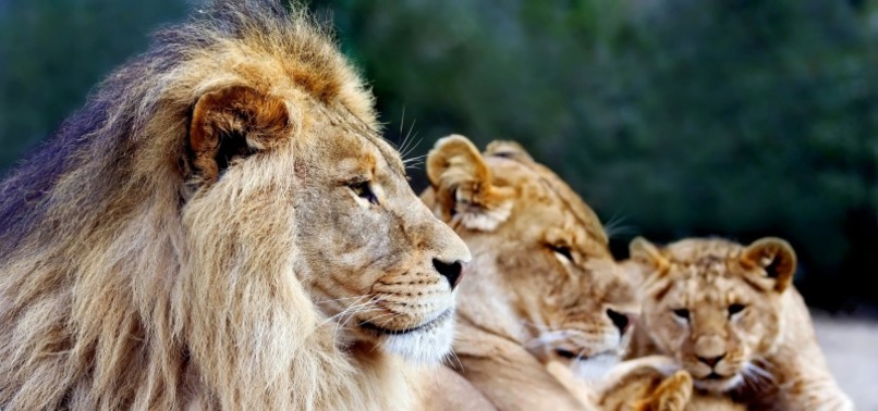 LIONS EAT RHINO POACHERS IN SOUTH AFRICAN GAME RESERVE