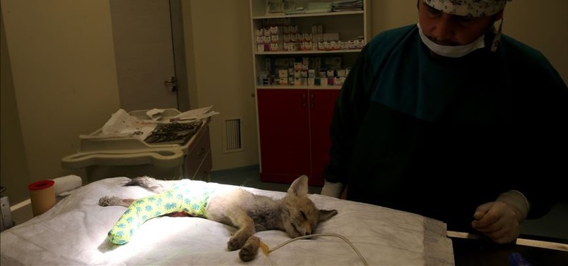 BABY FOX HIT BY CAR FINDS NEW LIFE IN TURKEY