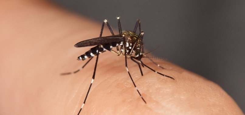 CLIMATE CHANGE COULD BOOST SPREAD OF MOSQUITO-BORNE DISEASES IN EUROPE: REPORT