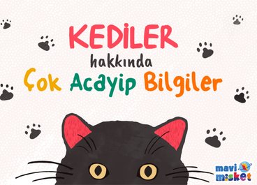 KEDİLER HAKKINDA ÇOK ACAYİP BİLGİLER