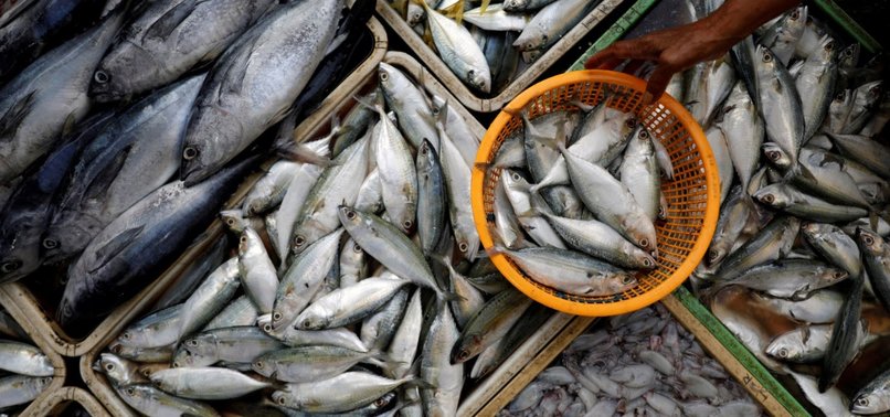 CLIMATE CHANGE, OVERFISHING INCREASING LEVELS OF TOXIC MERCURY IN FISH: STUDY